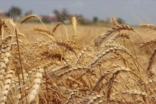 Bakandan buğday fiyatı açıklaması
